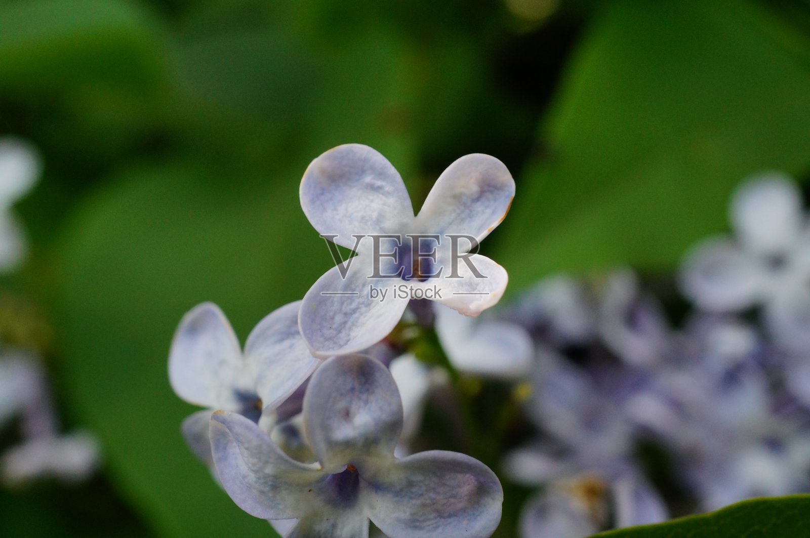 大自然中的花朵照片。美丽的野花和绿草。照片摄影图片