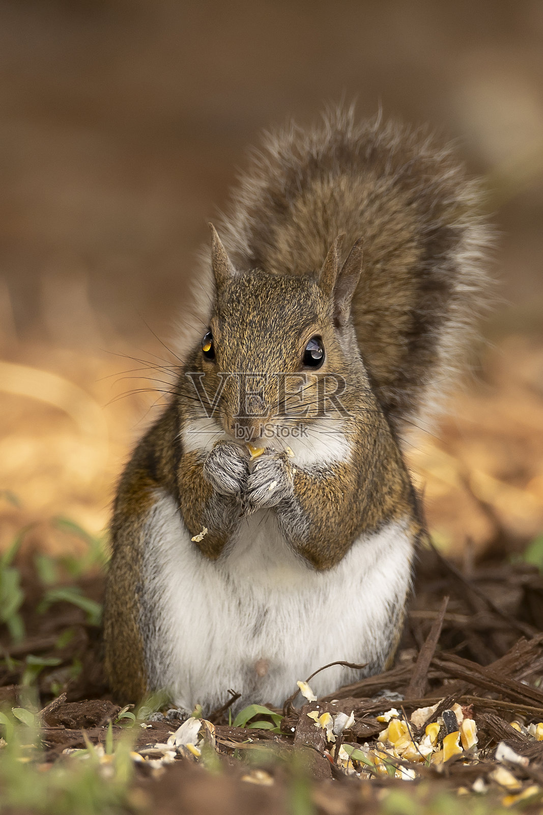 灰色的松鼠照片摄影图片