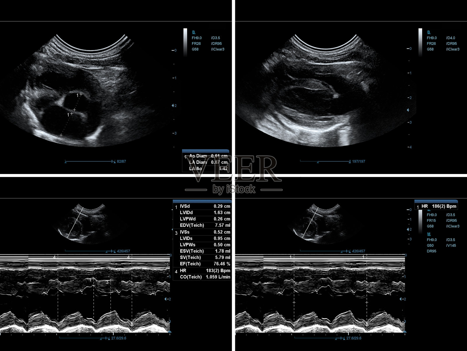 超声超声心动图图家猫进行心脏疾病测试-库存照片照片摄影图片