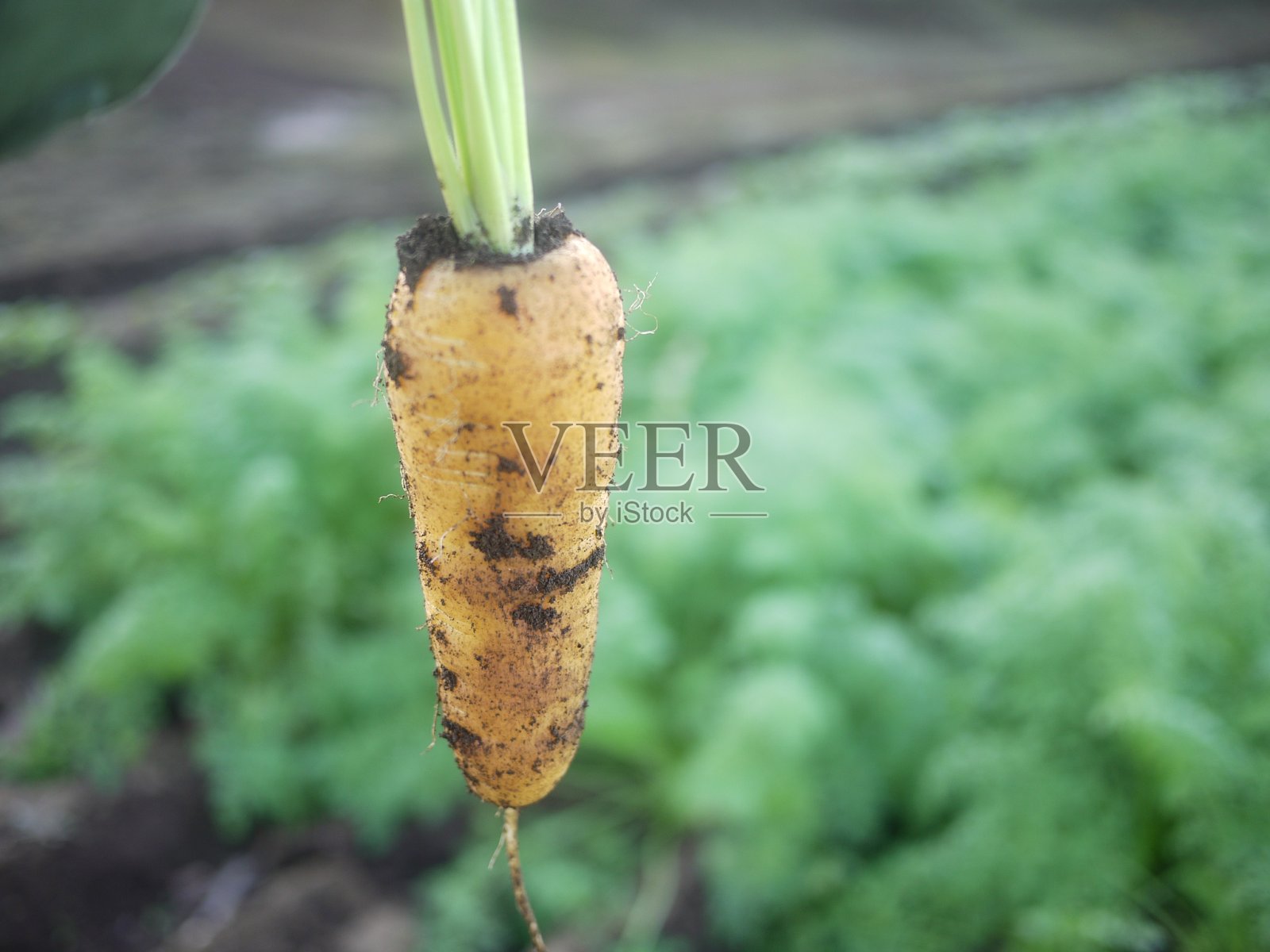 胡萝卜照片摄影图片