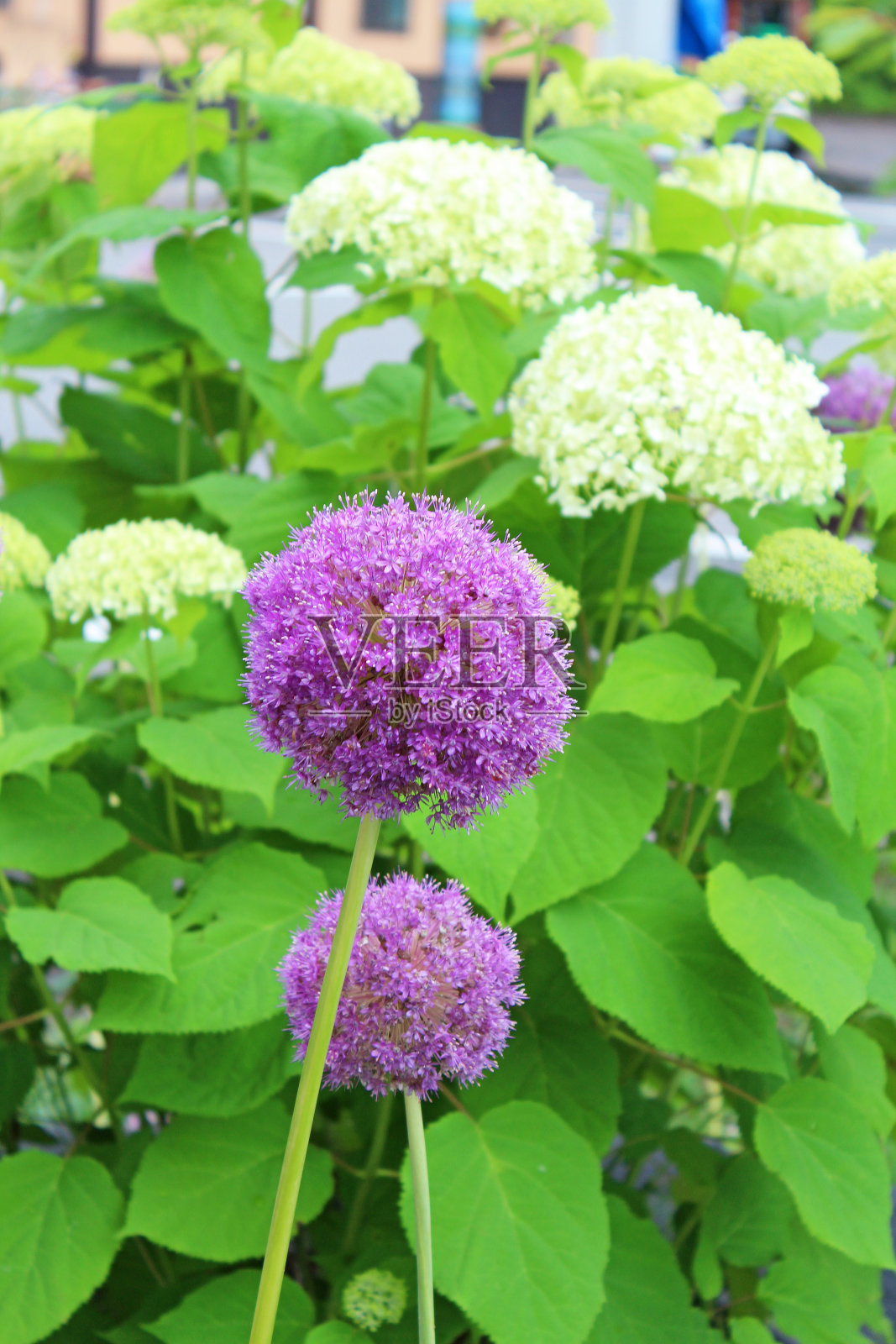 洋葱花。紫葱花。照片摄影图片