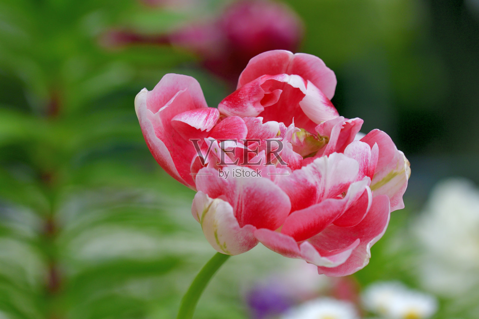 郁金香花与多色的背景照片摄影图片