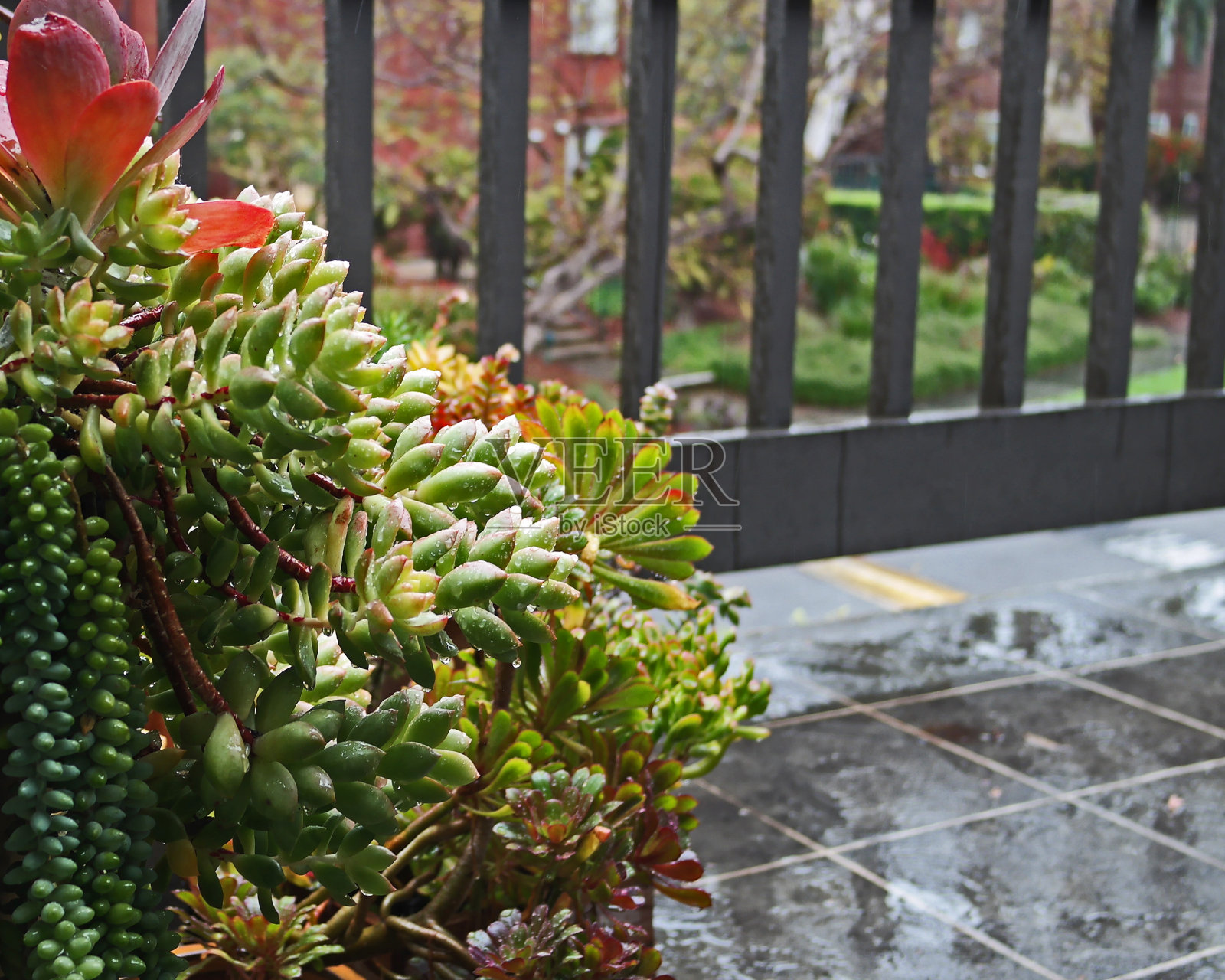 雨中的阳台上的多肉植物照片摄影图片
