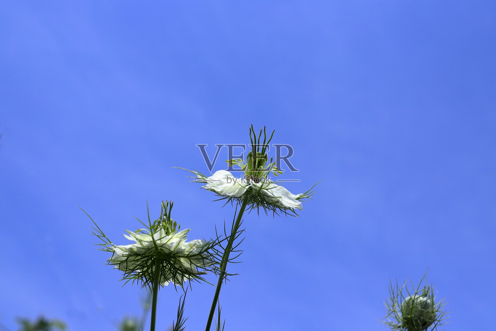 黑种草照片摄影图片