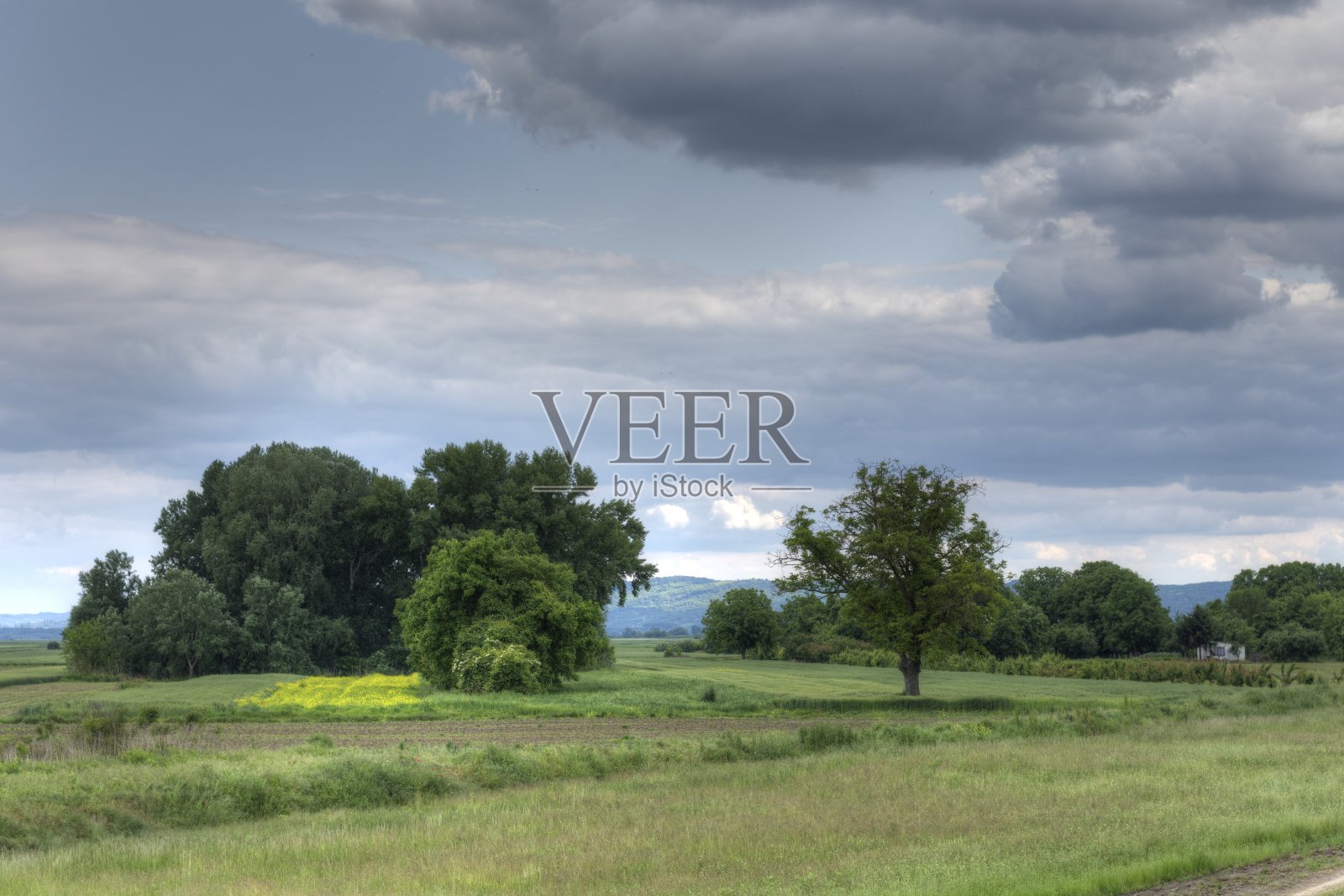 蓝天森林绿草土壤田野照片摄影图片