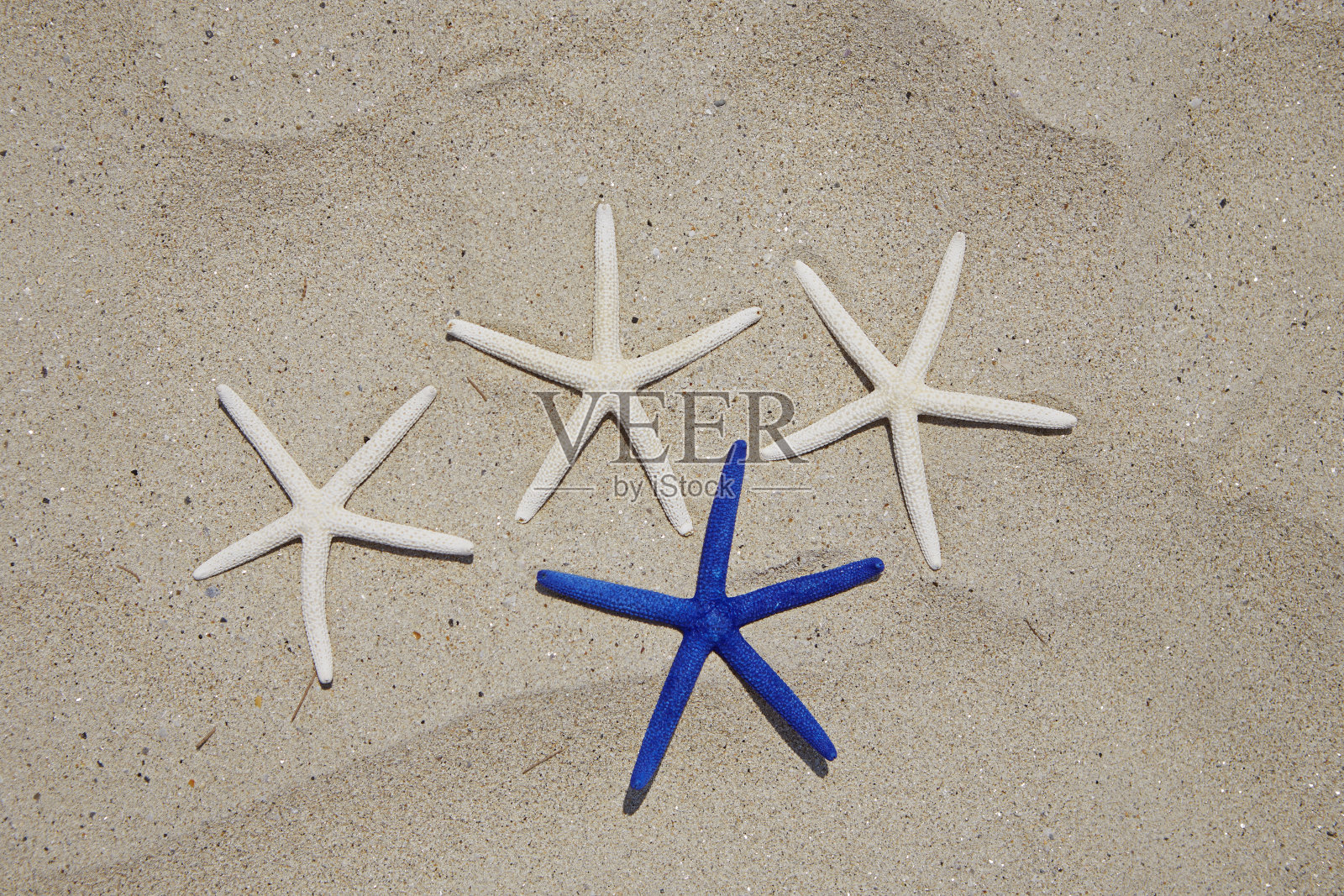 海星照片摄影图片