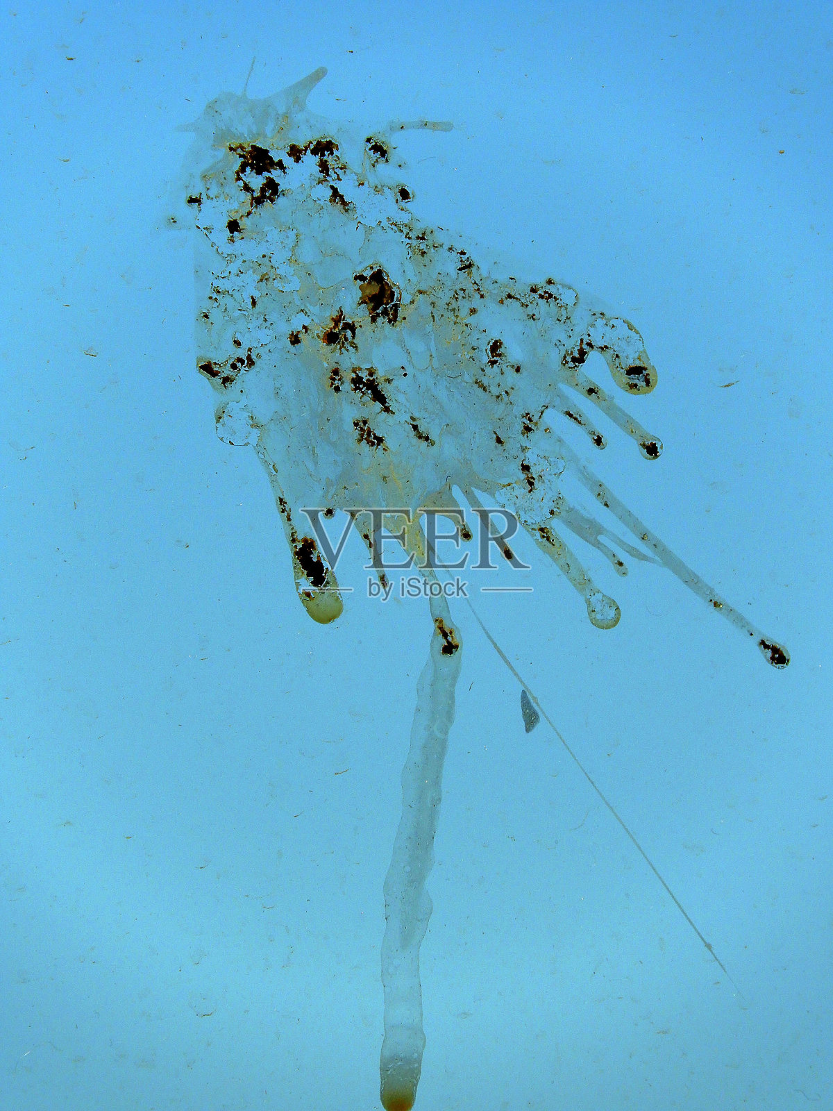 阳台玻璃上有鸟屎,玻璃上有鸟屎,照片摄影图片