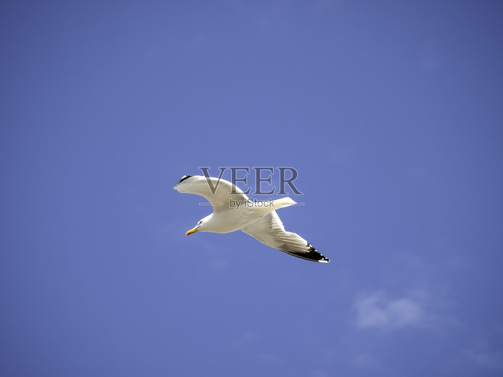 海鸥在海滩照片摄影图片