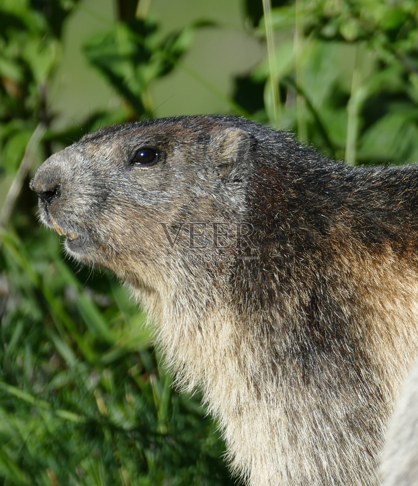 土拨鼠,阿尔卑斯山照片摄影图片