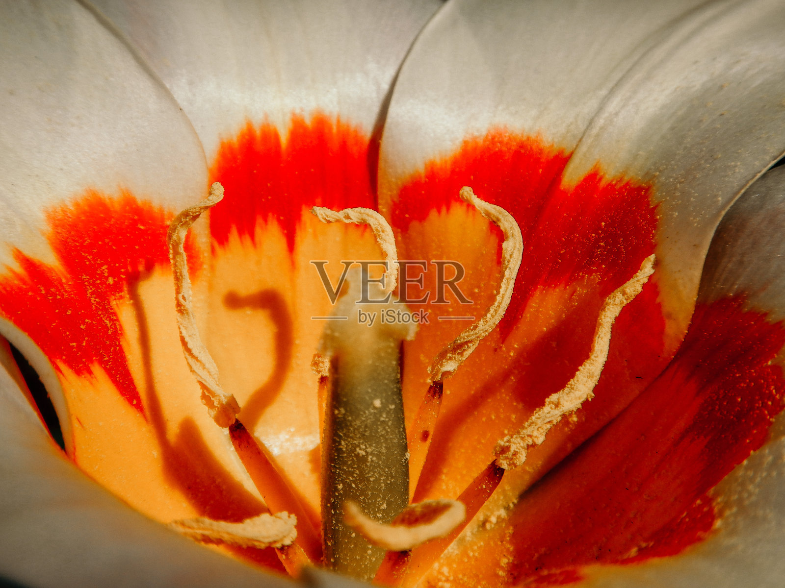 橙色的花。橙白色的百合花。大自然。照片摄影图片