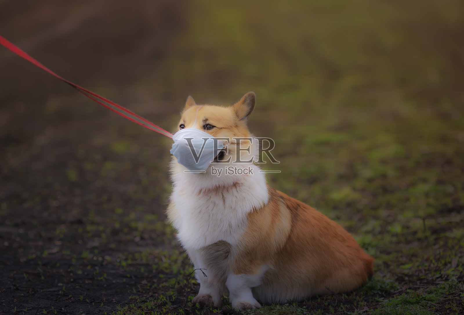 悲伤的红色柯基狗戴着医用口罩走在街上,以避免感染疫情照片摄影图片