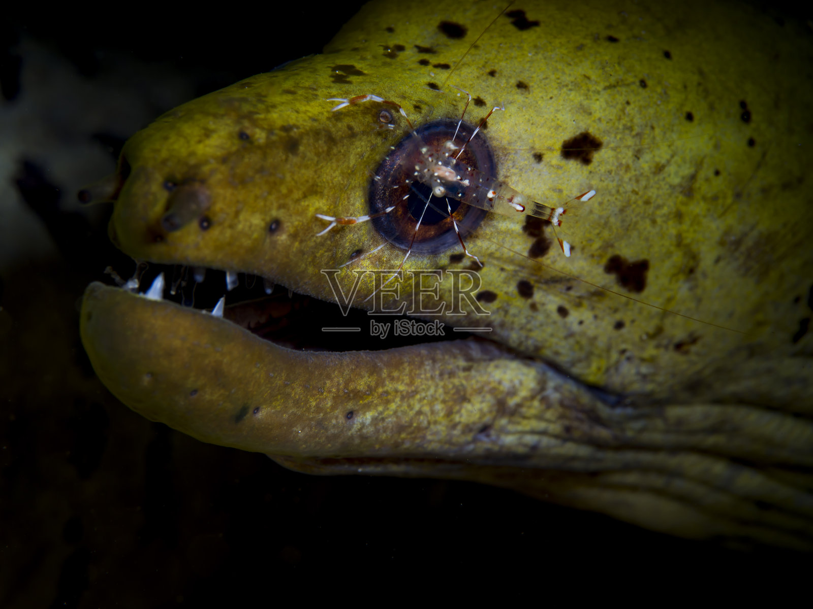 印度尼西亚北苏拉威西岛的水下生物照片摄影图片