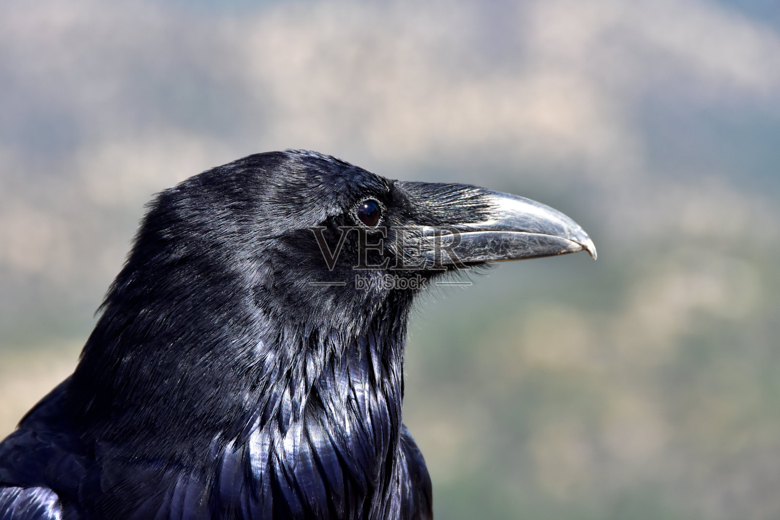 乌鸦的画像照片摄影图片