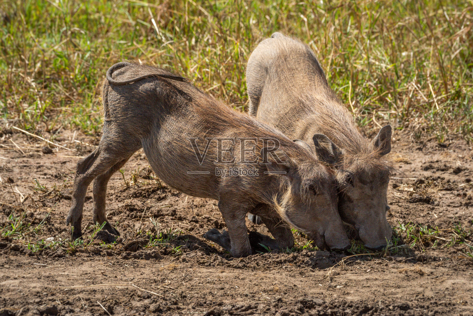 两只普通的疣猪跪在草地上吃草照片摄影图片