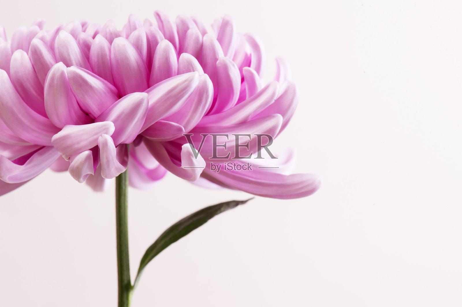 粉红色的菊花照片摄影图片