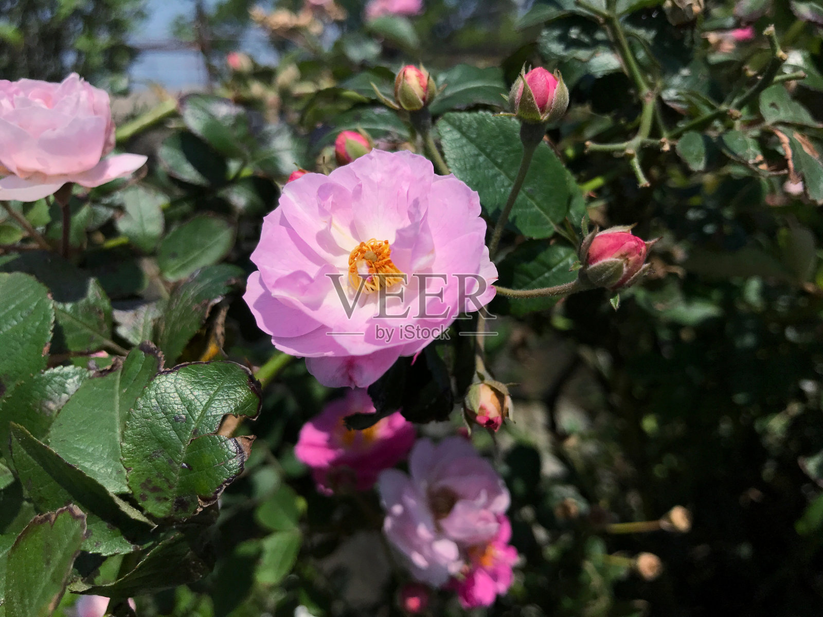 粉红色的野蔷薇玫瑰照片摄影图片