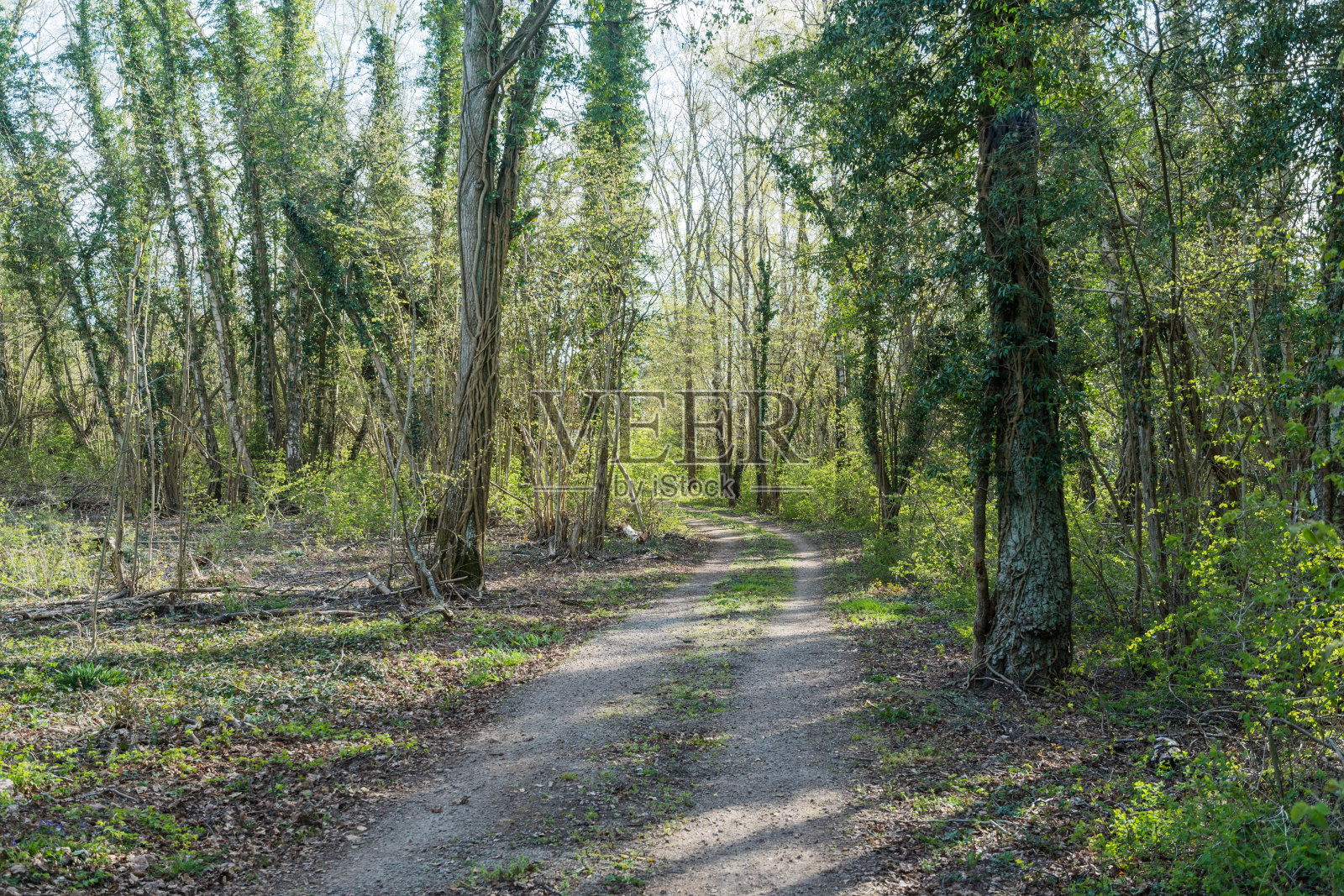 穿过落叶林的土路照片摄影图片