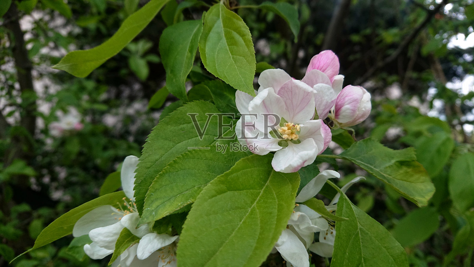 春天苹果树开花照片摄影图片