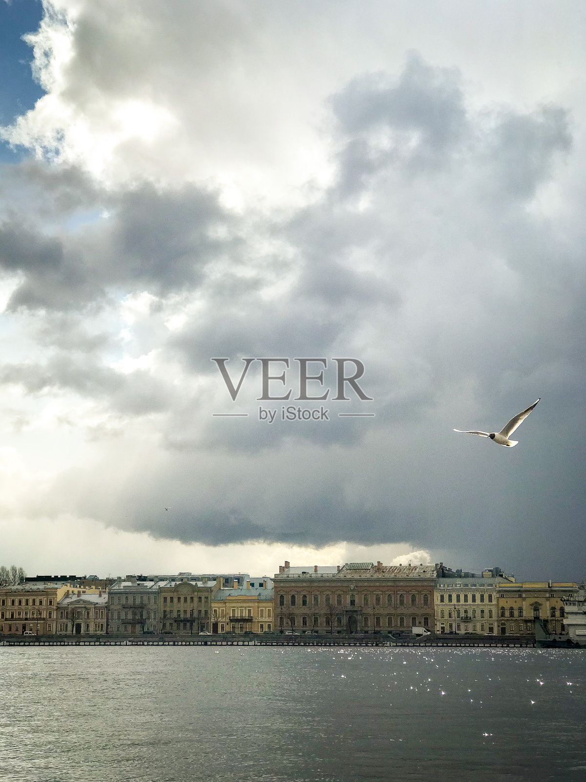 海鸥照片摄影图片