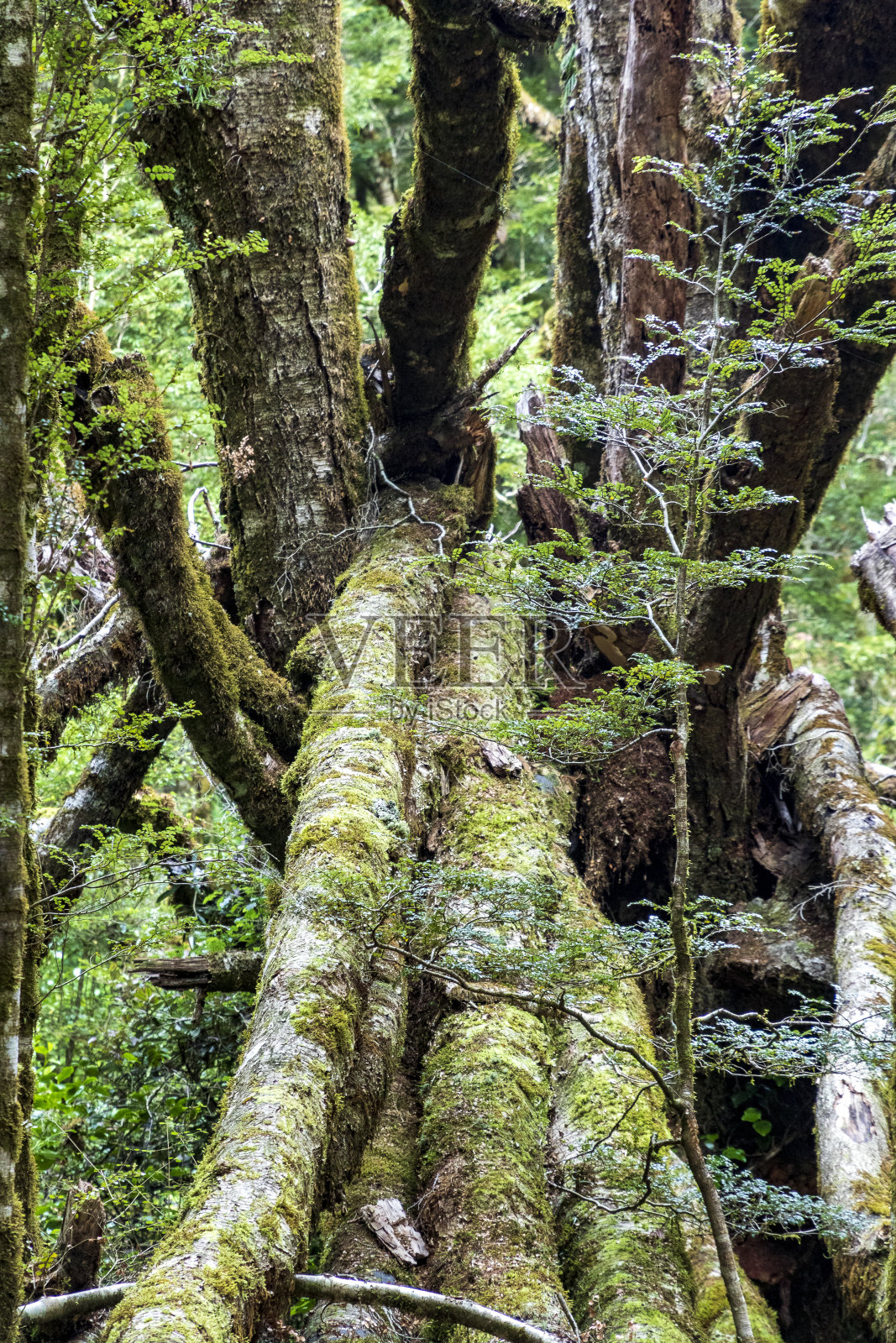 新西兰瓦纳卡河蓝池附近的雨林照片摄影图片