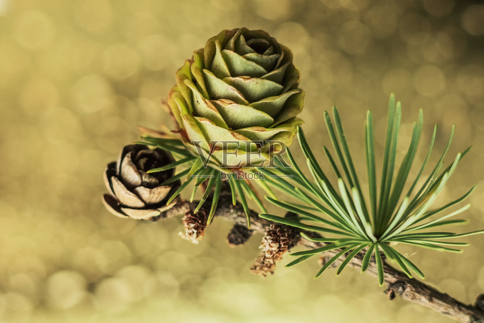 带球果的落叶松小枝,背景为白蜡树和白蜡树照片摄影图片