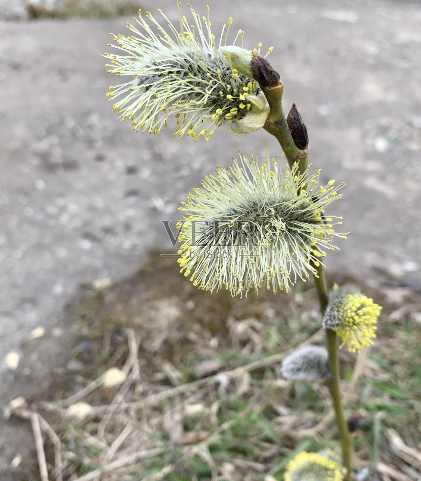 一棵带芽的漂亮的黄色树枝照片摄影图片