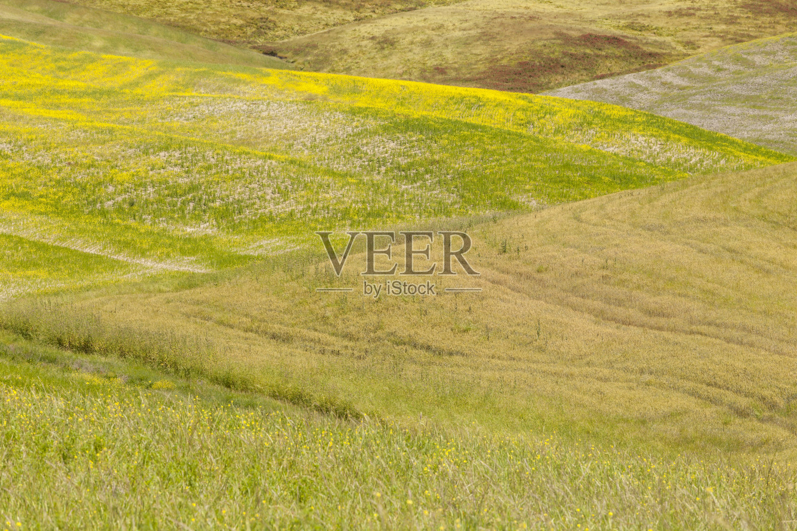 托斯卡纳瓦尔德奥西亚的野花。照片摄影图片