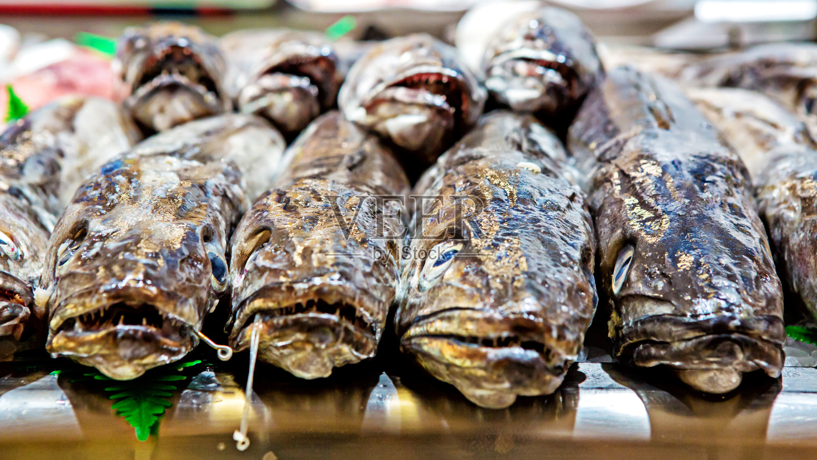 几种新鲜的鳕鱼动物照片摄影图片