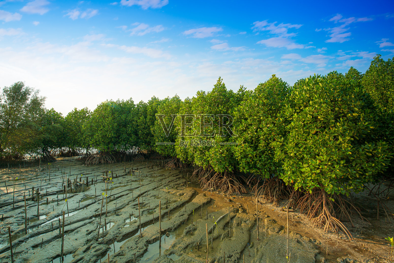 红树林专题热带雨林为背景设计泰国照片摄影图片