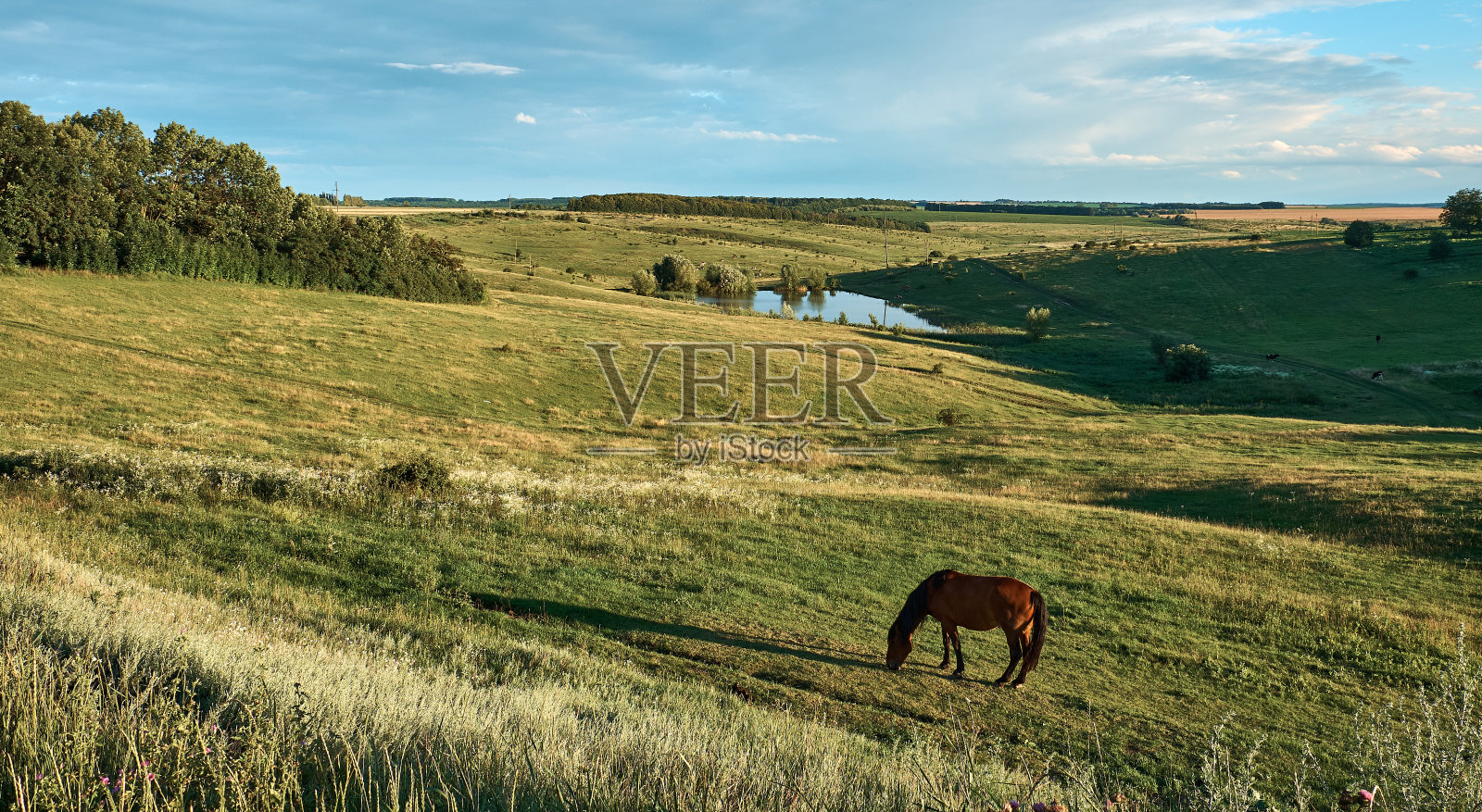 一匹棕色的马在青草山上吃草。照片摄影图片