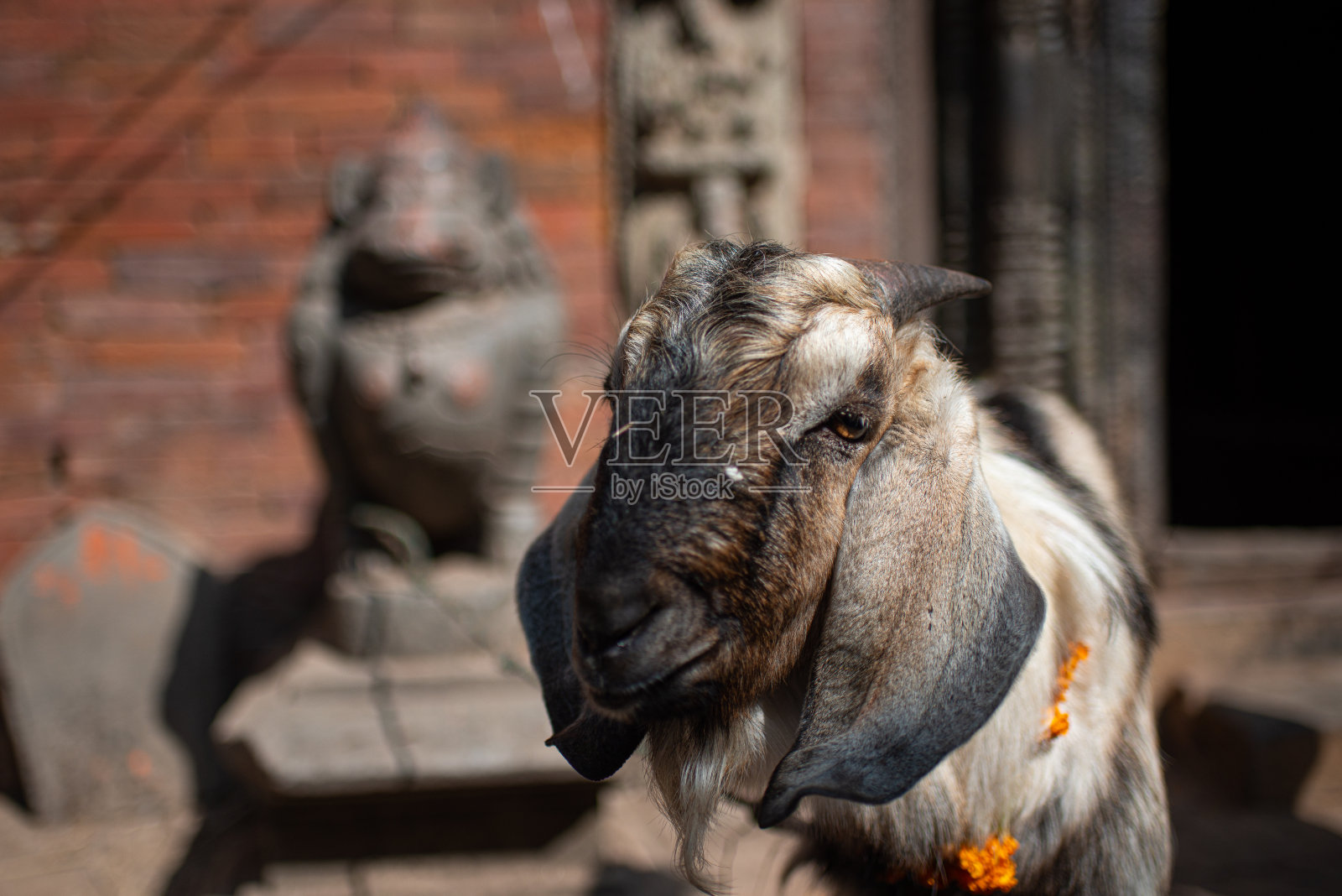 牺牲的山羊照片摄影图片