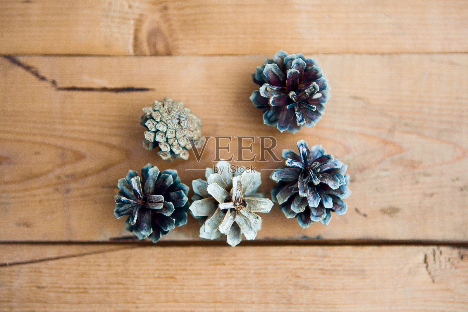 一套漂白松果在木制的背景照片摄影图片