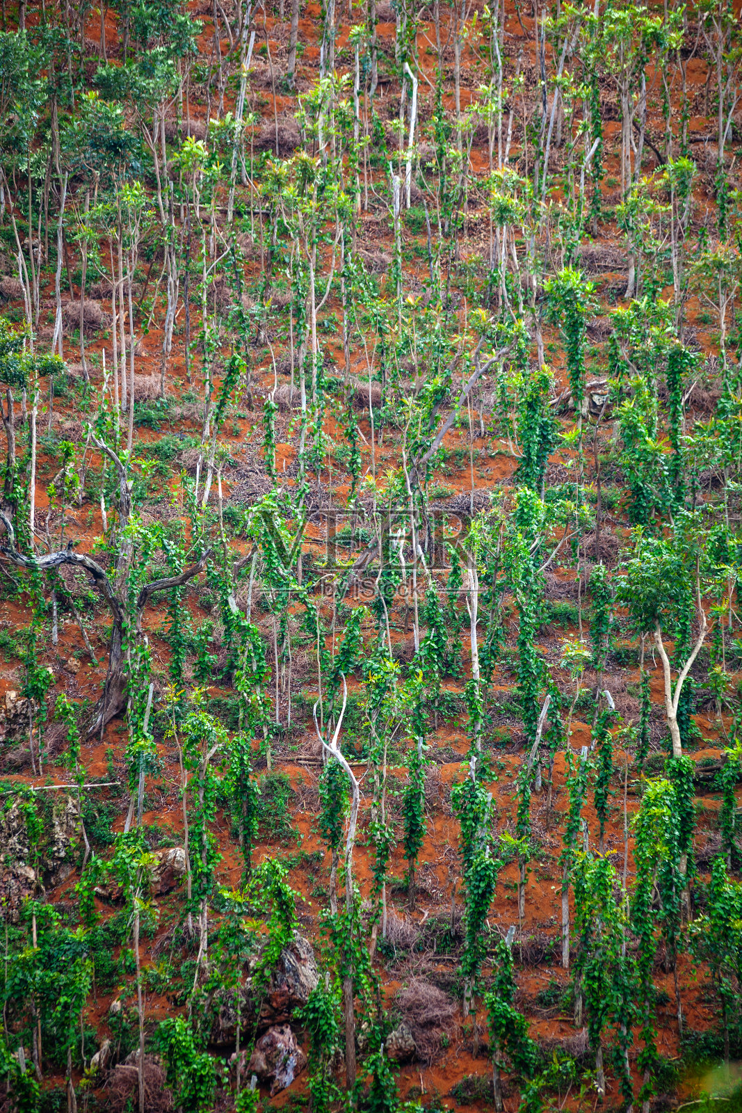 山上的咖啡地——牙买加照片摄影图片