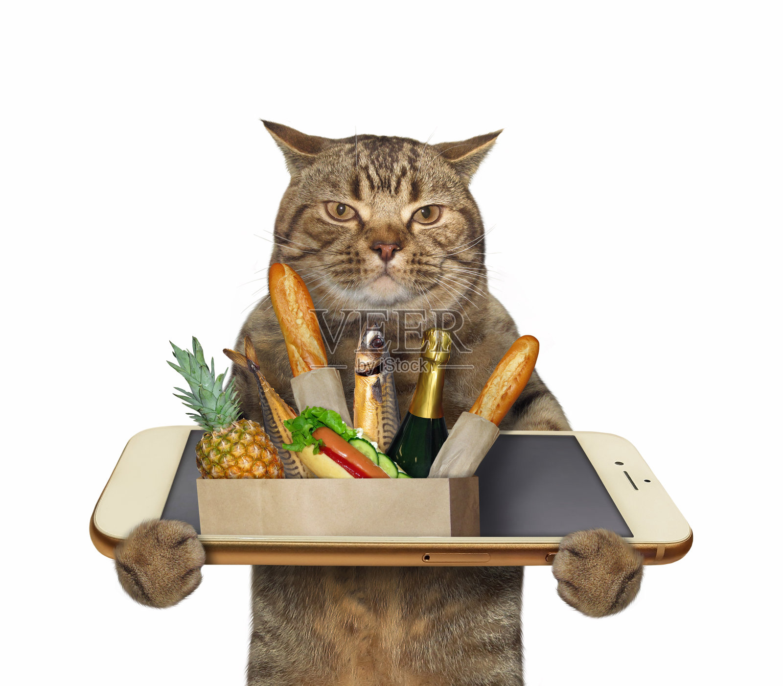 猫通过手机订餐照片摄影图片