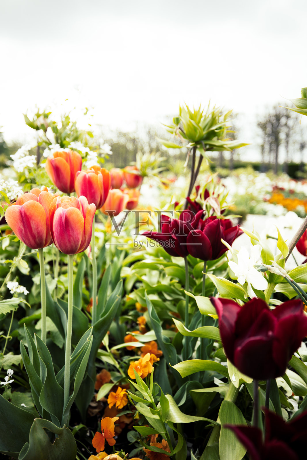 走过春天照片摄影图片