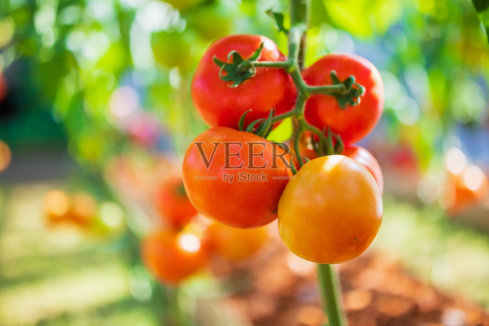 新鲜成熟的番茄挂在藤上,生长在有机花园中照片摄影图片