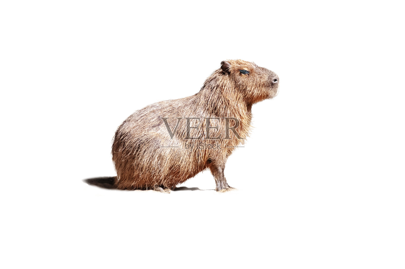 水豚侧面坐着,孤立在白色背景上。照片摄影图片