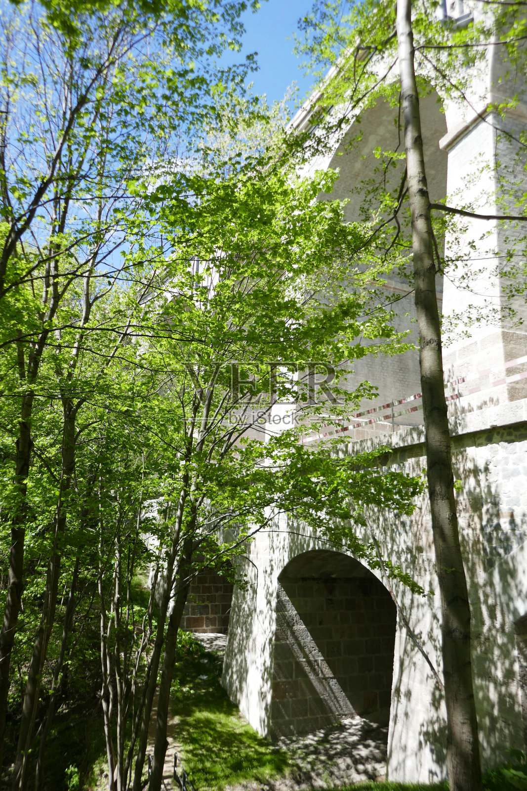 森林树木仰天俯视照片摄影图片