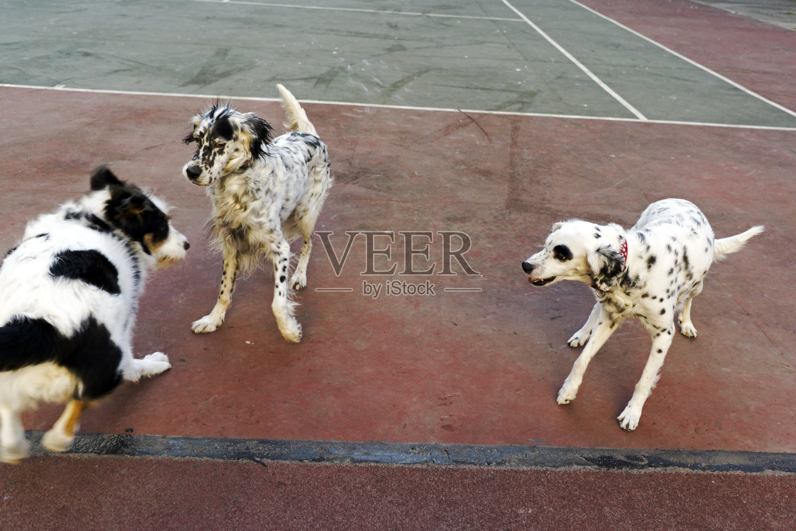 狗在公园里玩照片摄影图片