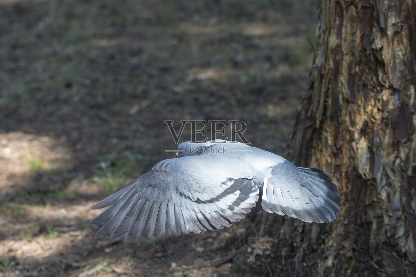 野鸽在草地上吃照片摄影图片