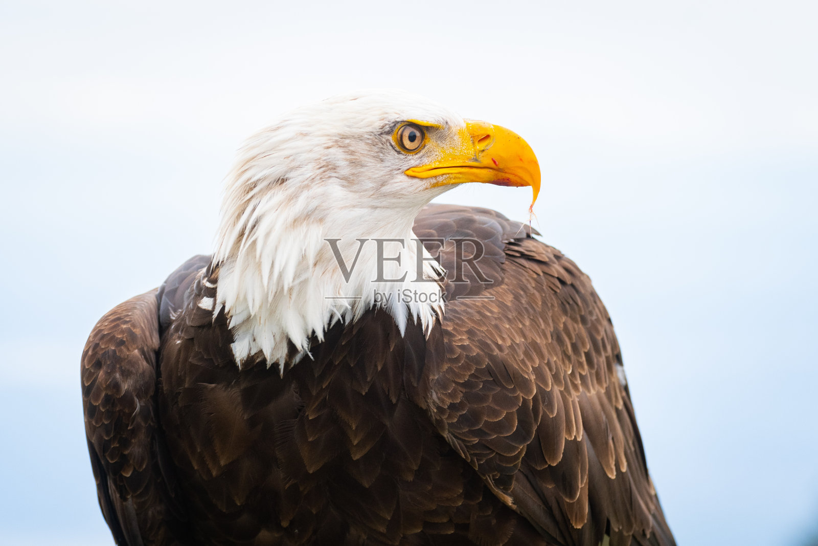 白头海雕照片摄影图片