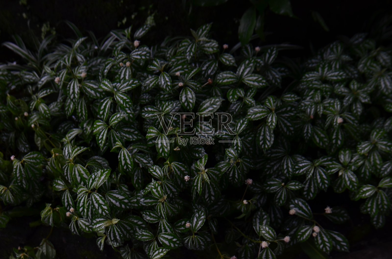 森林里深绿色的叶子照片摄影图片