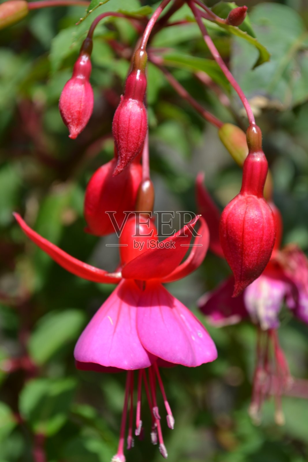 美丽的红色的花照片摄影图片