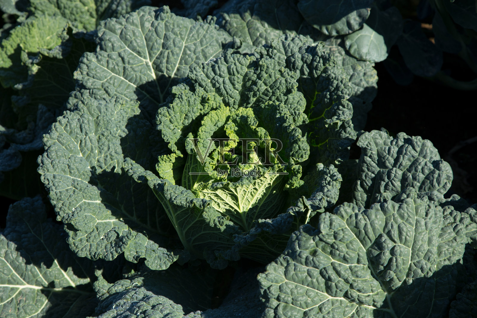 西班牙北部地区的有机农场照片摄影图片