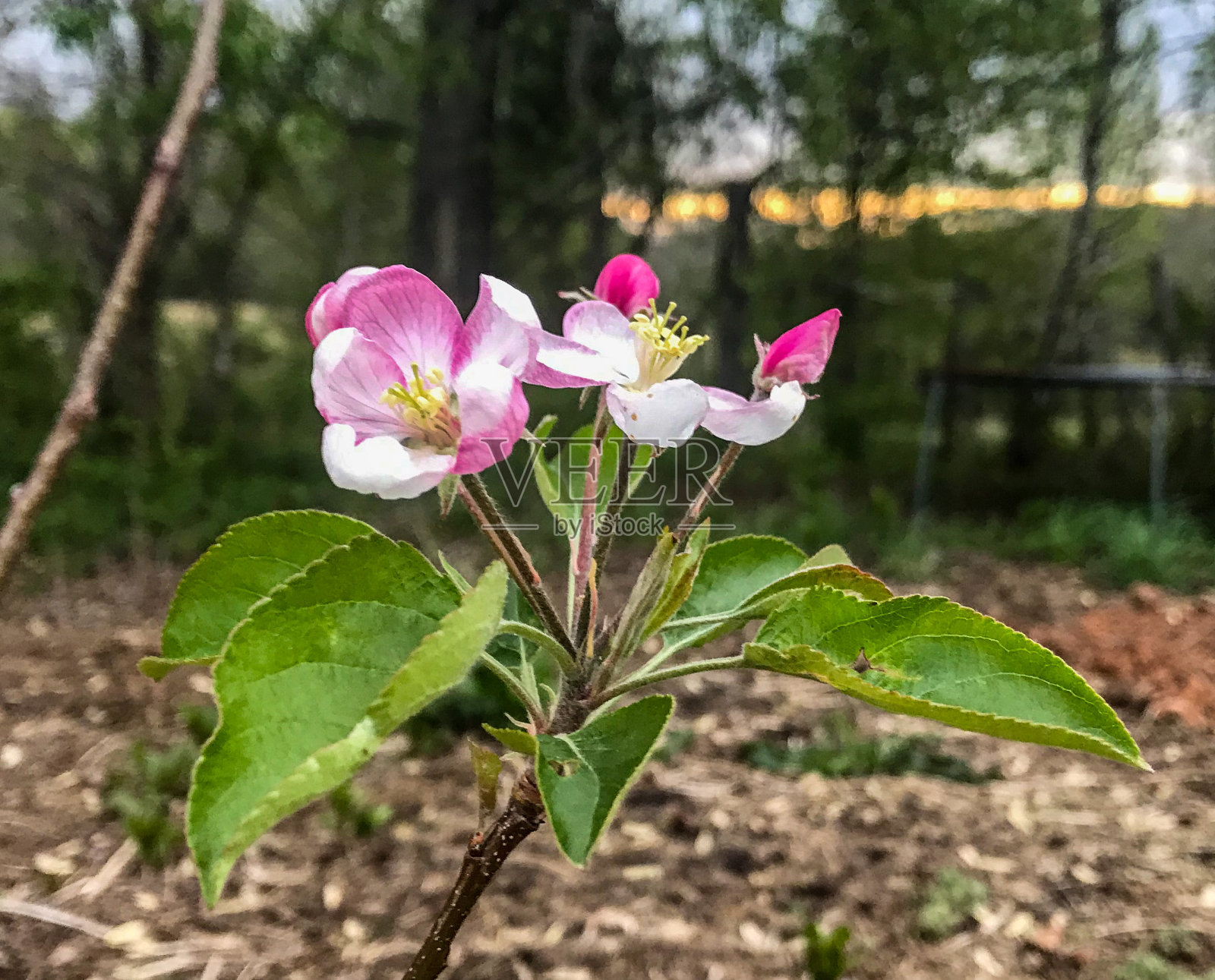 选择性聚焦特写的一个粉红色和白色的苹果花照片摄影图片