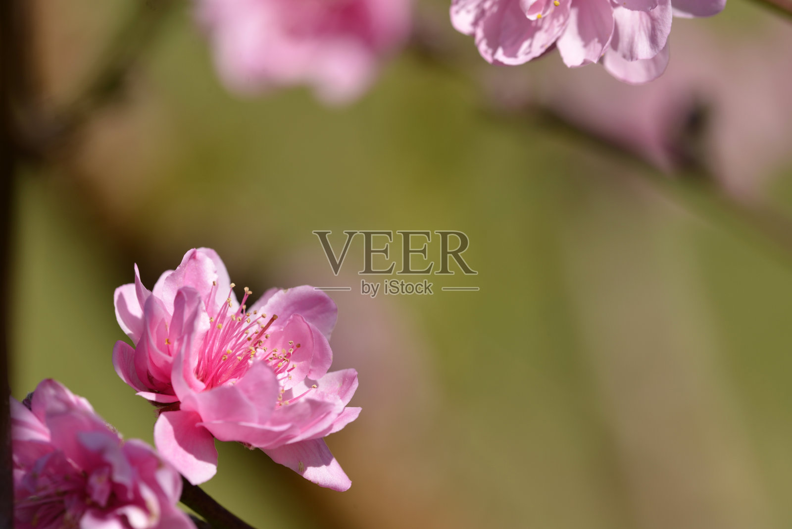 甜美的粉色樱花照片摄影图片