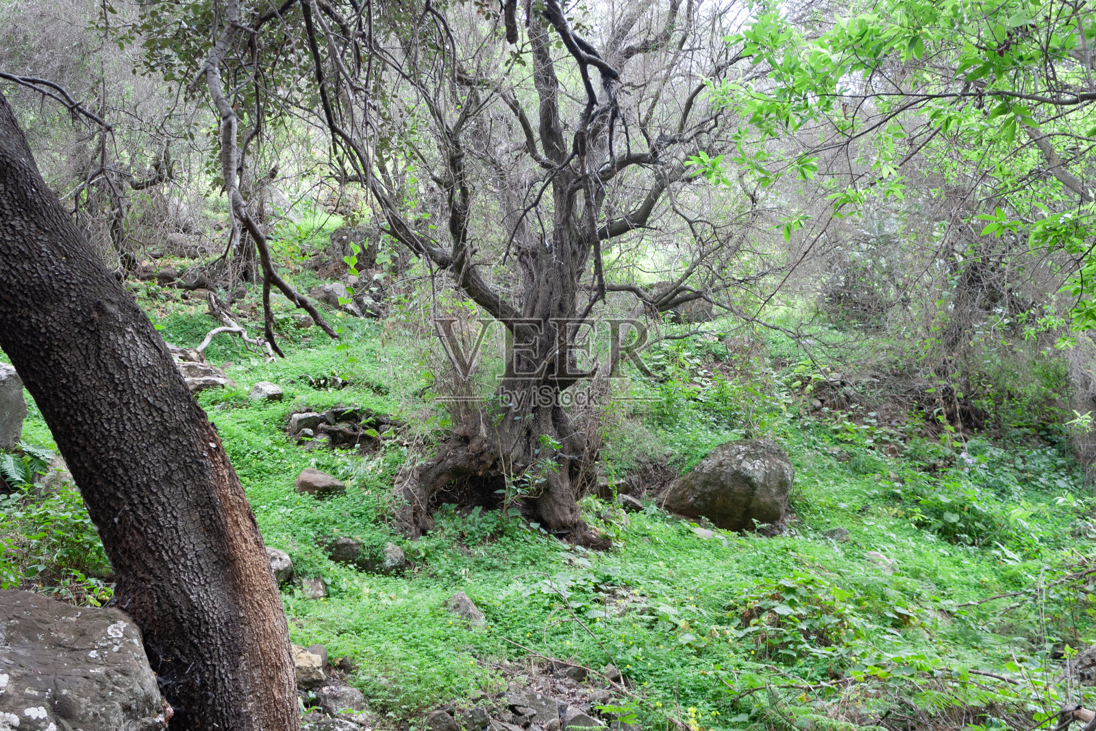 森林中央的一棵干枯的树照片摄影图片