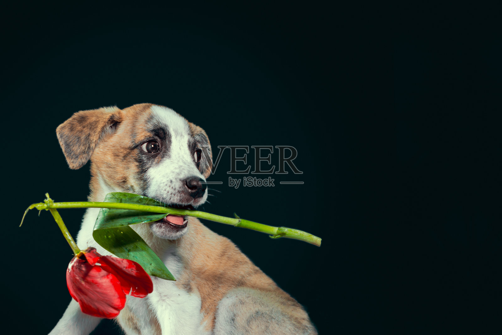 花斑小狗保持牙齿郁金香花在黑暗的背景照片摄影图片
