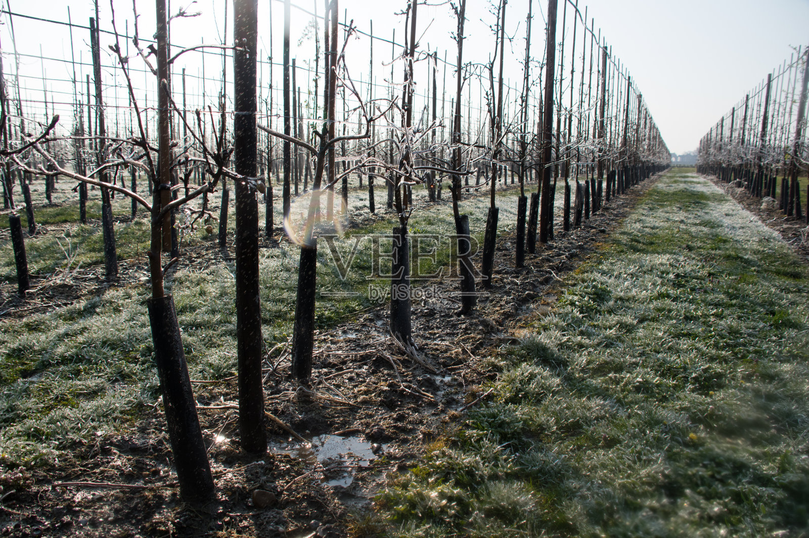 防冻果园照片摄影图片