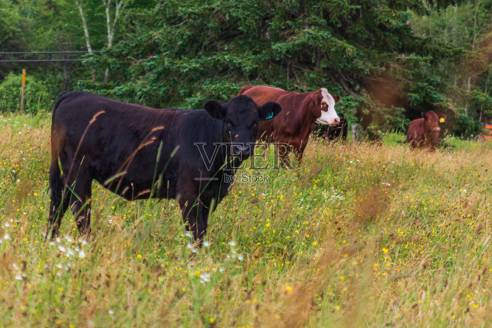 在田野里吃草的牛照片摄影图片